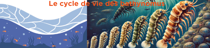 reproduction des bathynomus