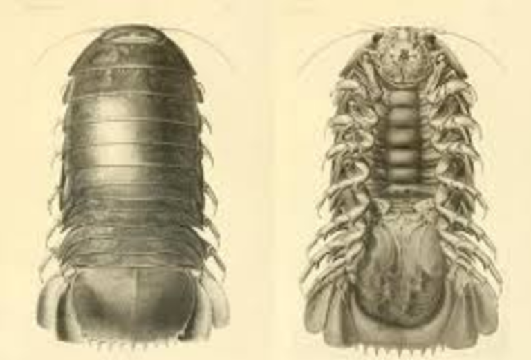 reproduction des bathynomus