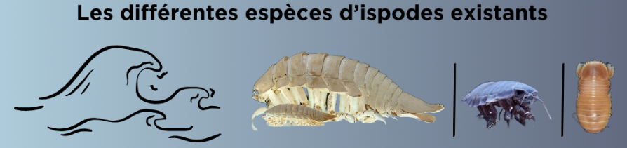 differentes espèces de bathynomus