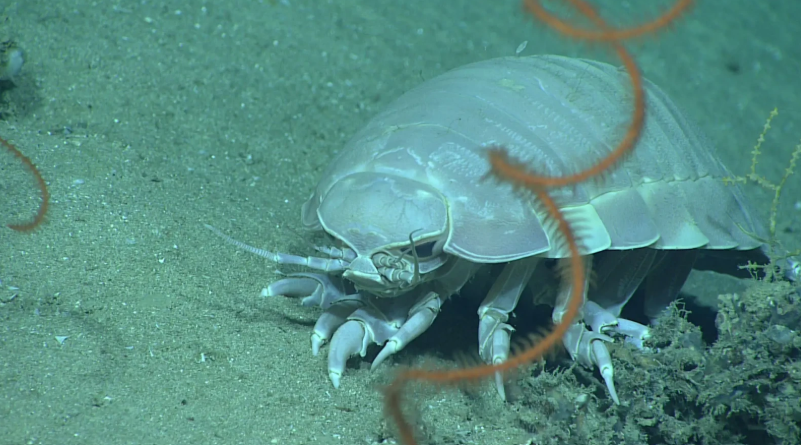 bathynomus dans les abysses