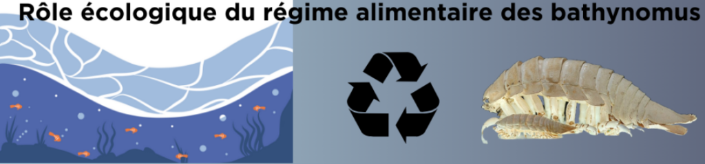 rôle ecologique du regime alimentaire des bathynomus