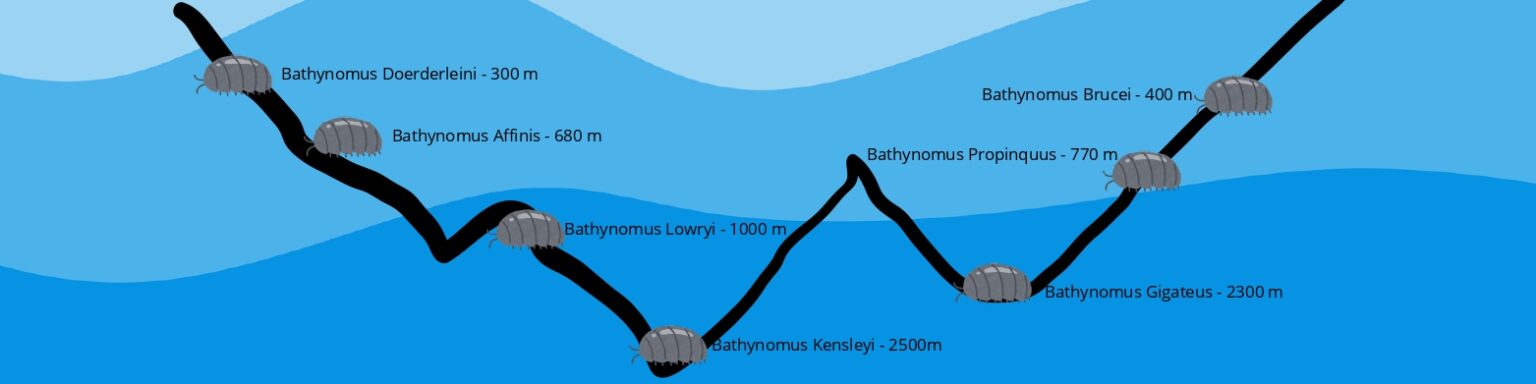 profondeur de vie des bathynomus